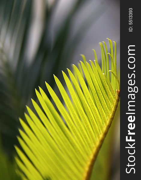 Palm Leaves on Isolated Back Ground