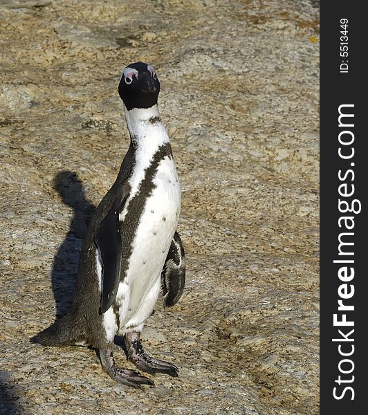 Accessible jackass penguin colony near Cape Town. Accessible jackass penguin colony near Cape Town