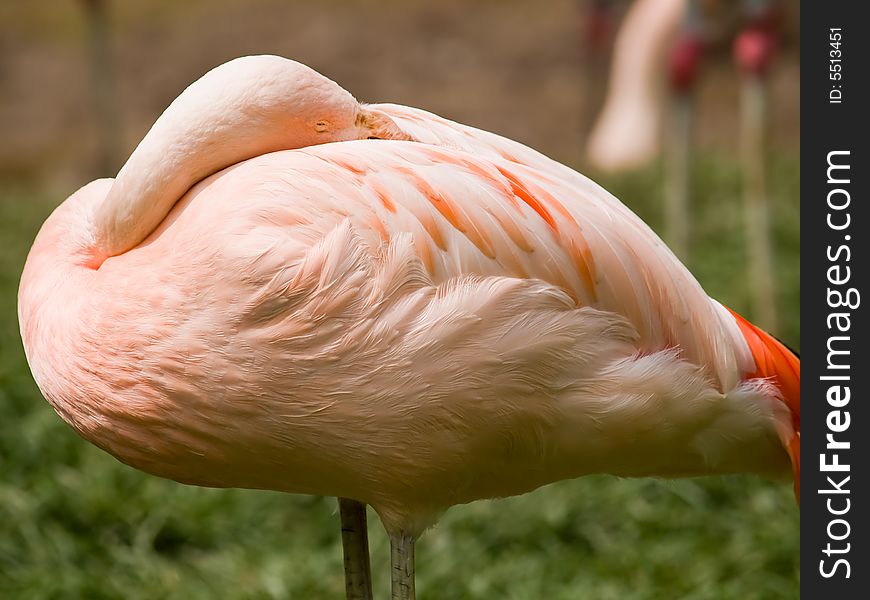 Sleeping Flamingo in the zoo