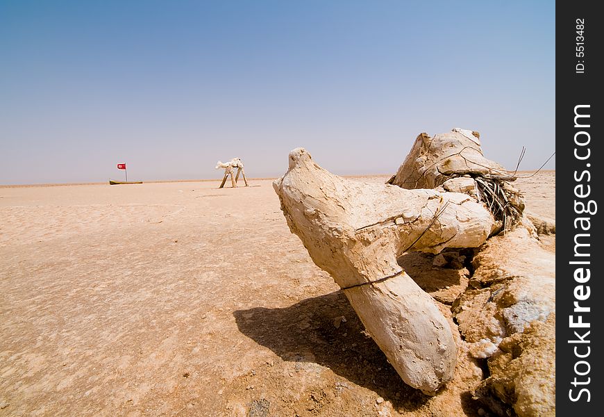 Mummy of camel on the desert