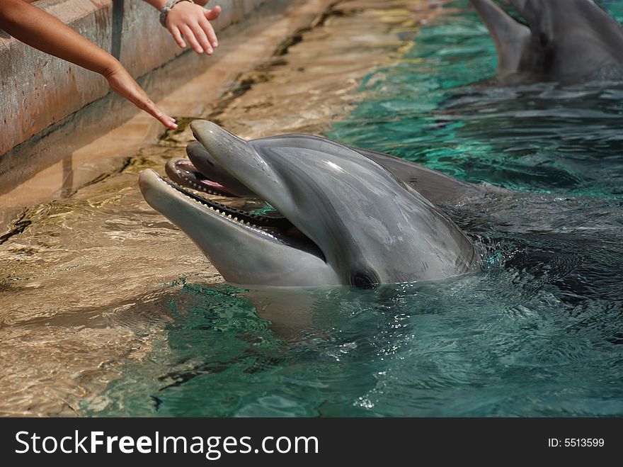 Dolphins with hands reaching out for them