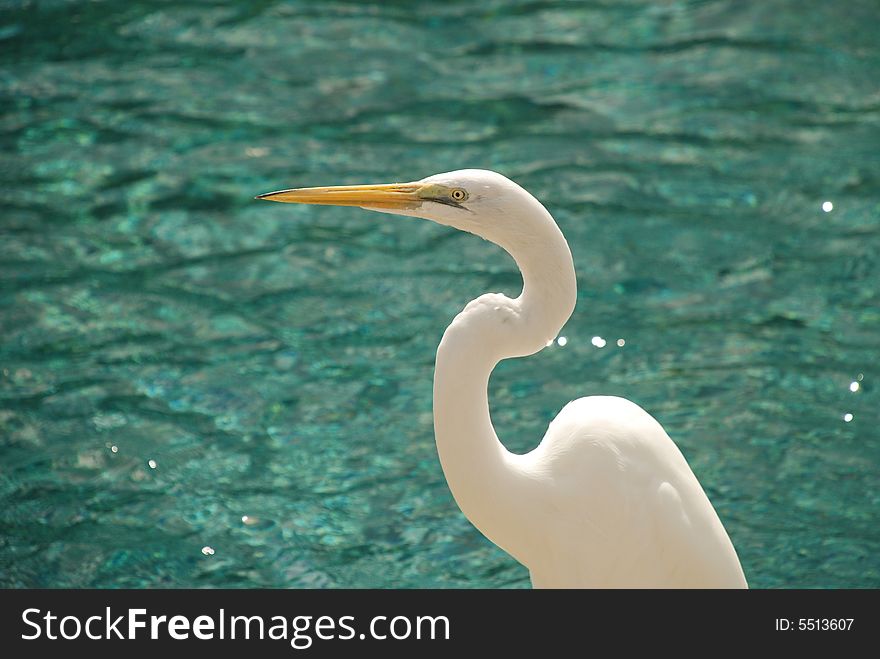 Closeup of white egret in front of a pond
