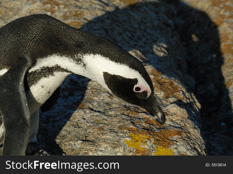 Accessible jackass penguin colony near Cape Town. Accessible jackass penguin colony near Cape Town