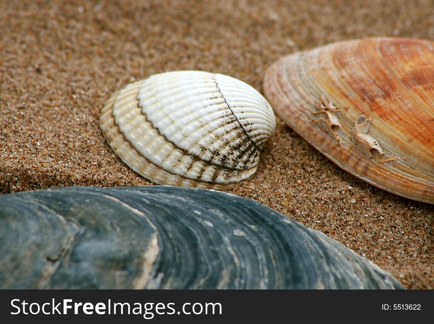 Shells on a sandy beach
