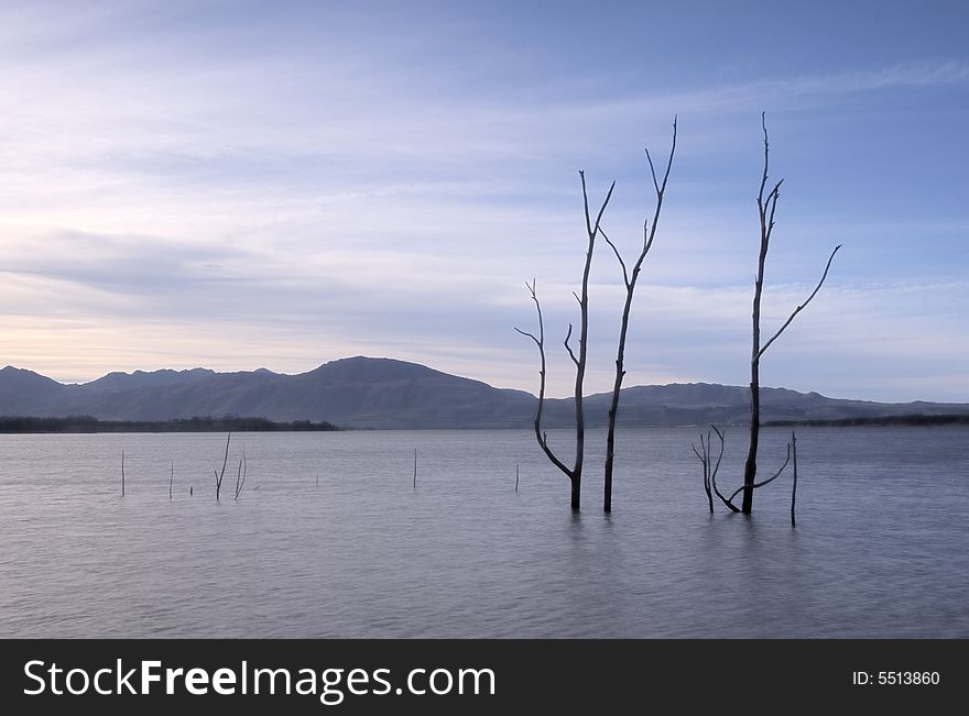 Dead trees in the water