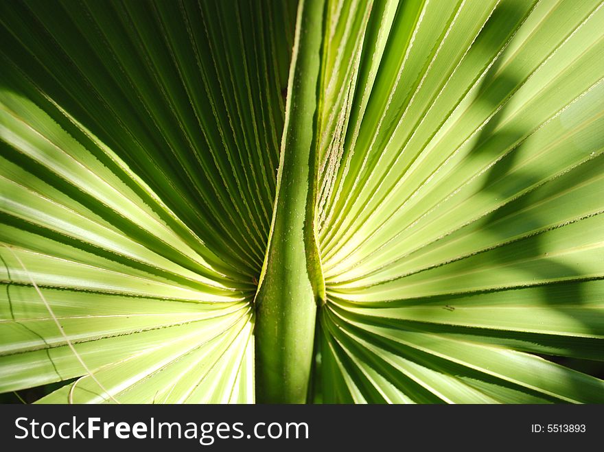 Image of a the center of a beautiful tropical palm leaf