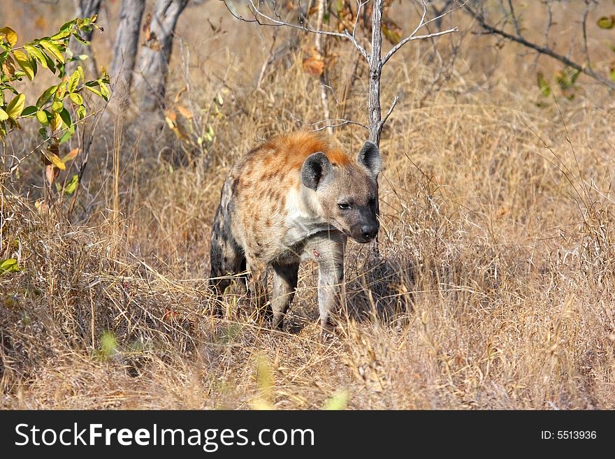 Hyena In Sabi Sands