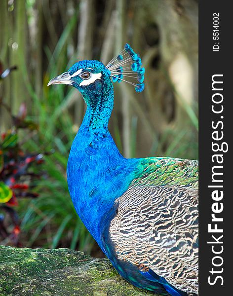 Closeup of beautiful blue peacock