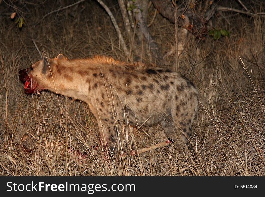 Hyena on a kill in Sabi Sands