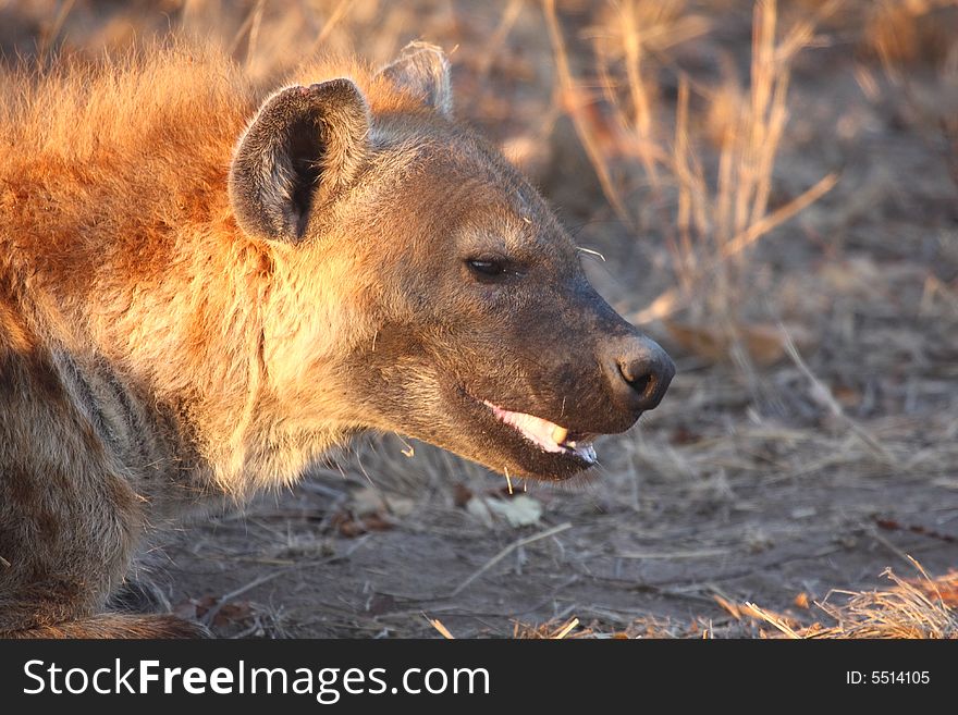 Hyena in Sabi Sands Reserve