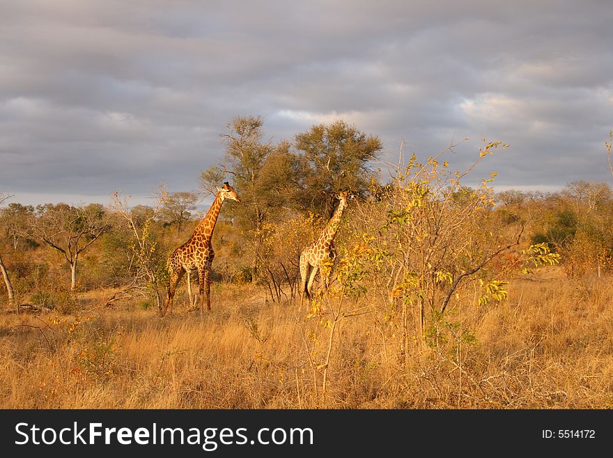 Photo of a giraffe in the Sabi Sands Reserve. Photo of a giraffe in the Sabi Sands Reserve