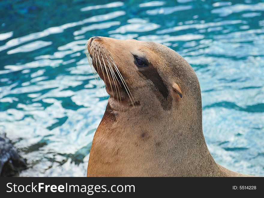 Closeup of a sea lion