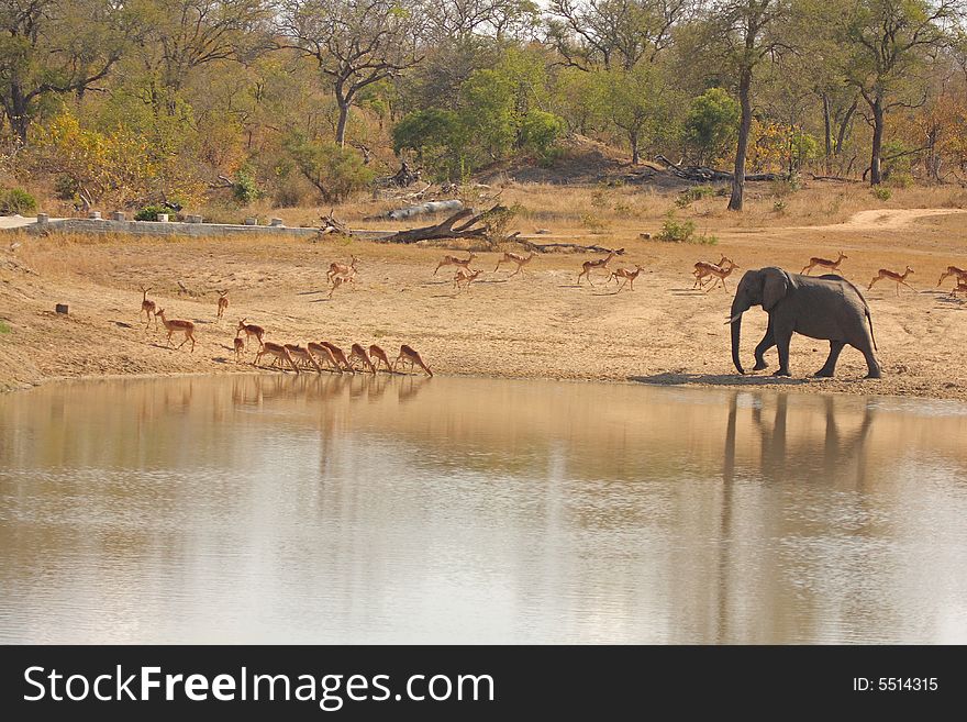 Elephant In Sabi Sands