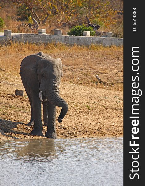 Elephant In Sabi Sands