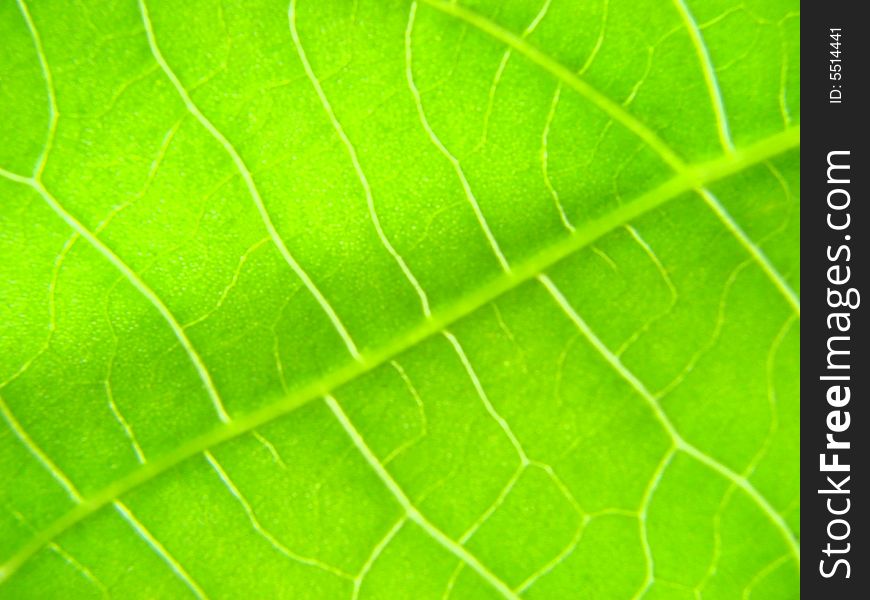 Green Leaf Macro Lines