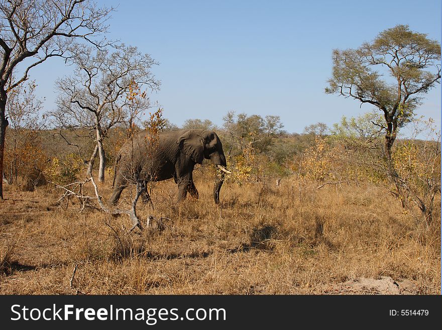 Elephant in the Sabi Sand Reserve. Elephant in the Sabi Sand Reserve