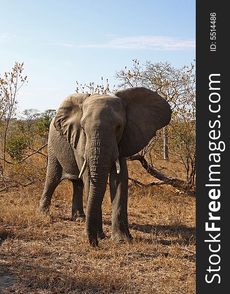 Elephant In Sabi Sands