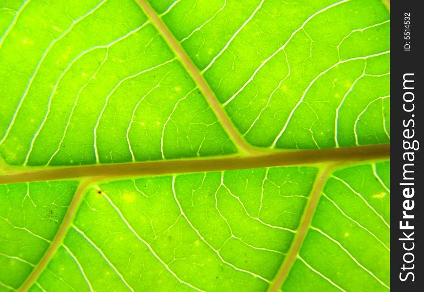 Green leaf macro lines