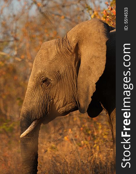 Elephant in the Sabi Sand Reserve. Elephant in the Sabi Sand Reserve