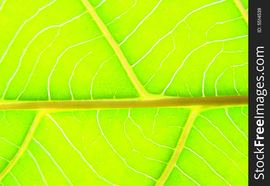 Green leaf macro lines nature plant