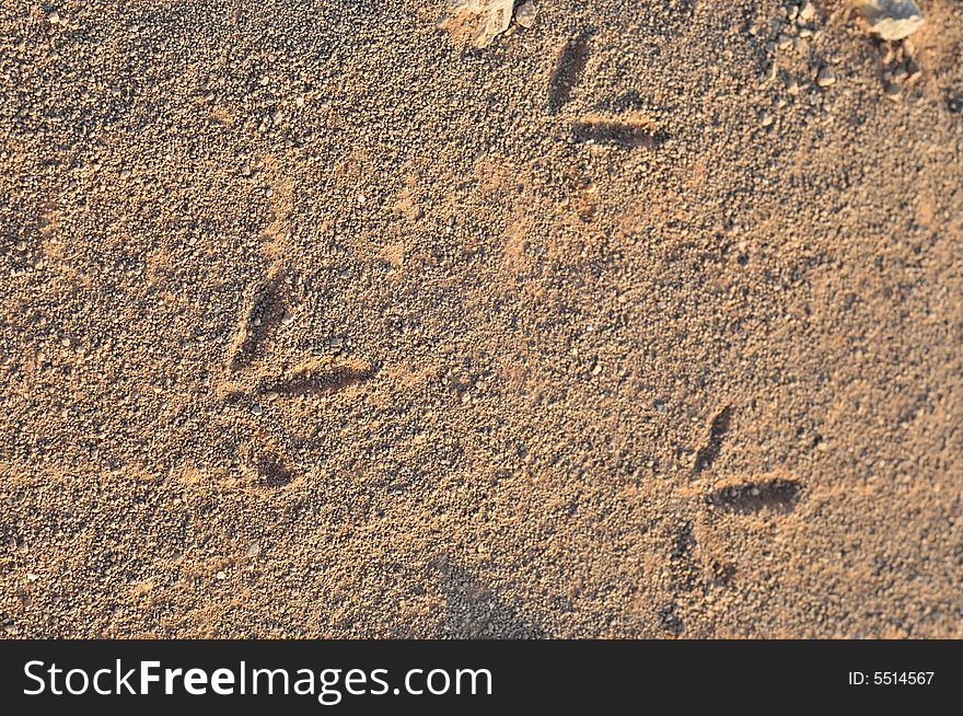 Foot prints in the sand. Foot prints in the sand