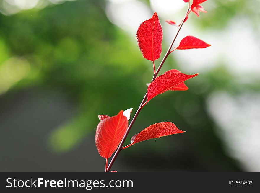 Beautiful red leaves under sunshine in summer. Beautiful red leaves under sunshine in summer