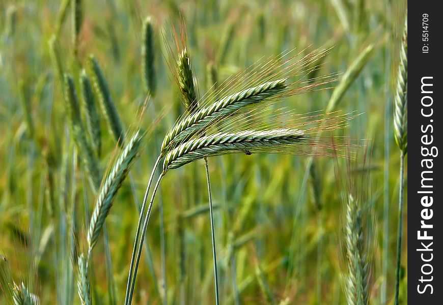 Cereal corn, green field as background