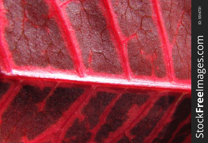 Macro shot leaf red vains. Macro shot leaf red vains