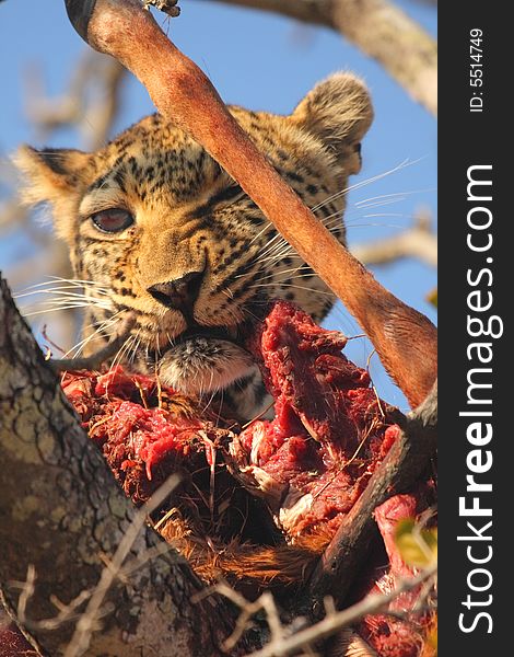 Leopard in a tree with kill in Sabi Sands Reserve