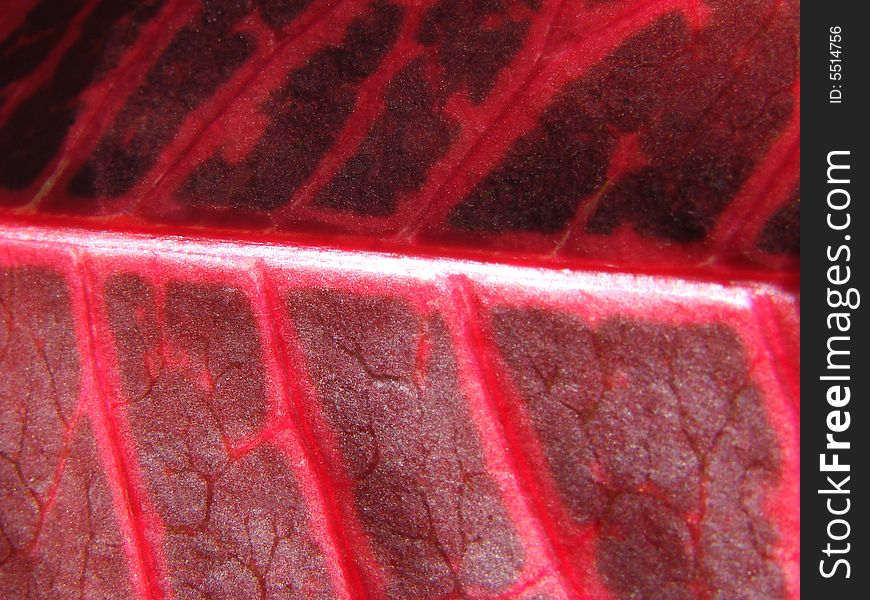 Macro shot leaf red vains. Macro shot leaf red vains