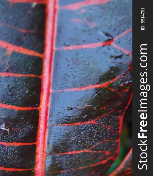 Macro shot leaf red vains. Macro shot leaf red vains