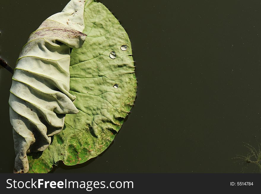 Lotus leaf with drips under sunshine