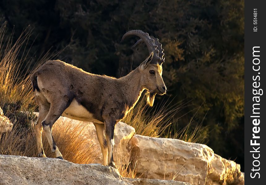 Wild billy goat in desert of Sde-Boker. Wild billy goat in desert of Sde-Boker