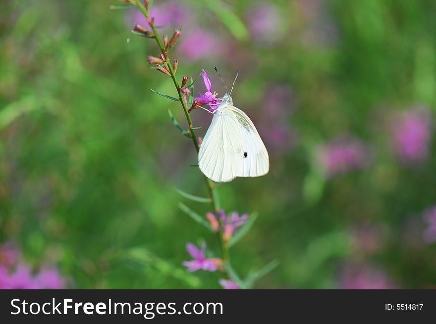 White butterfly on flower under sunshine