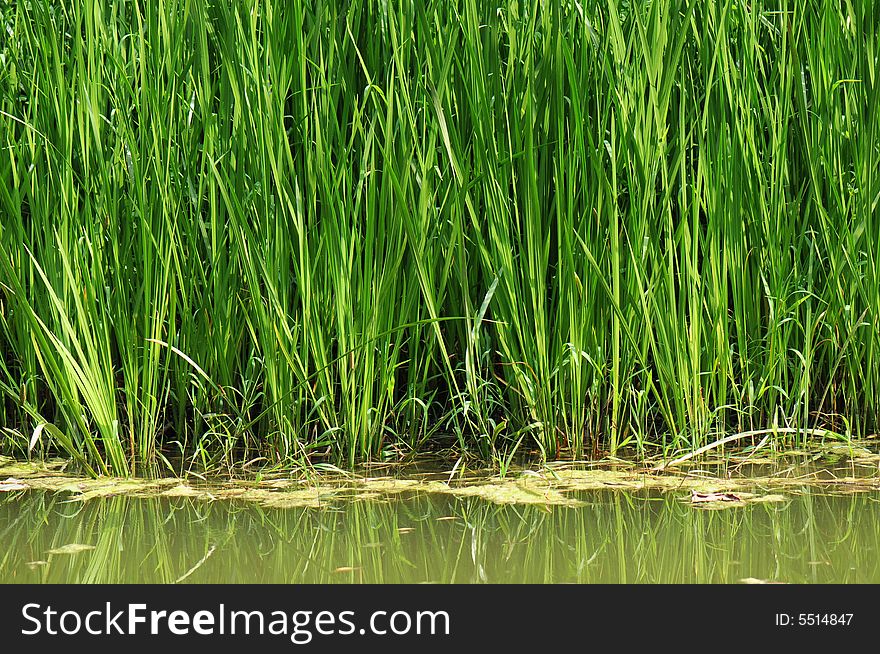 Green grass in lake under sunshine in summer
