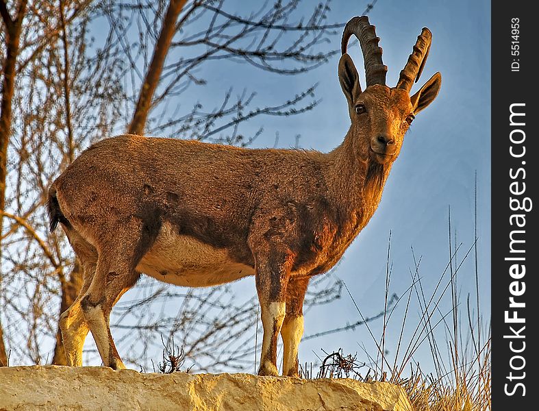 Wild billy goat in desert of Sde-Boker. Wild billy goat in desert of Sde-Boker