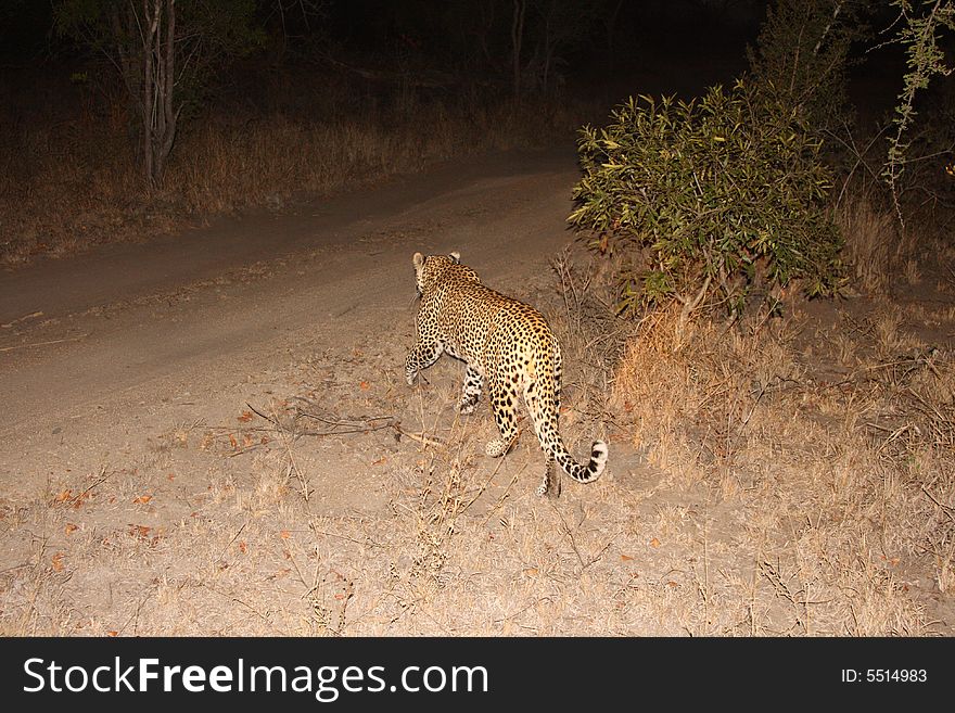 Leopard in the Sabi Sands