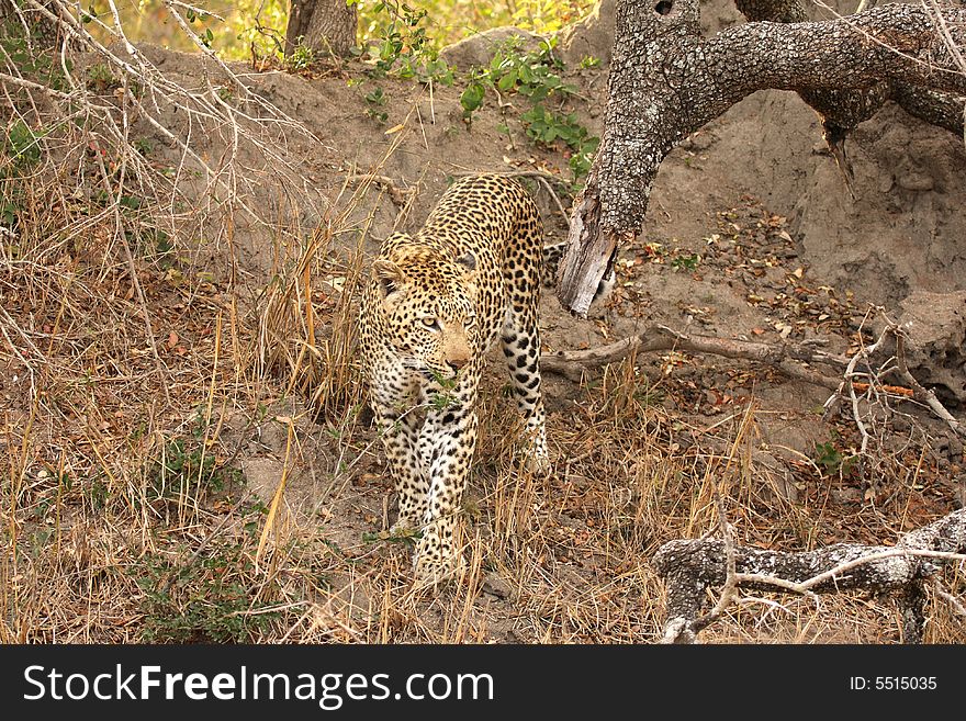 Leopard In The Sabi Sands