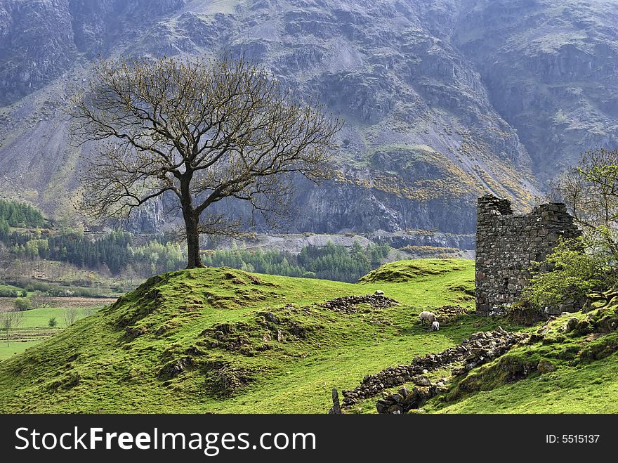 An isolated tree and a ruined stone barn in St Johns in the Vale, English Lake District. An isolated tree and a ruined stone barn in St Johns in the Vale, English Lake District
