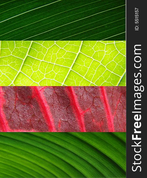 Leaf Collage Green