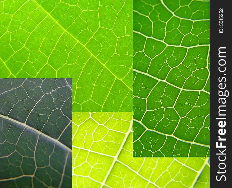 Leaf collage green macro structure