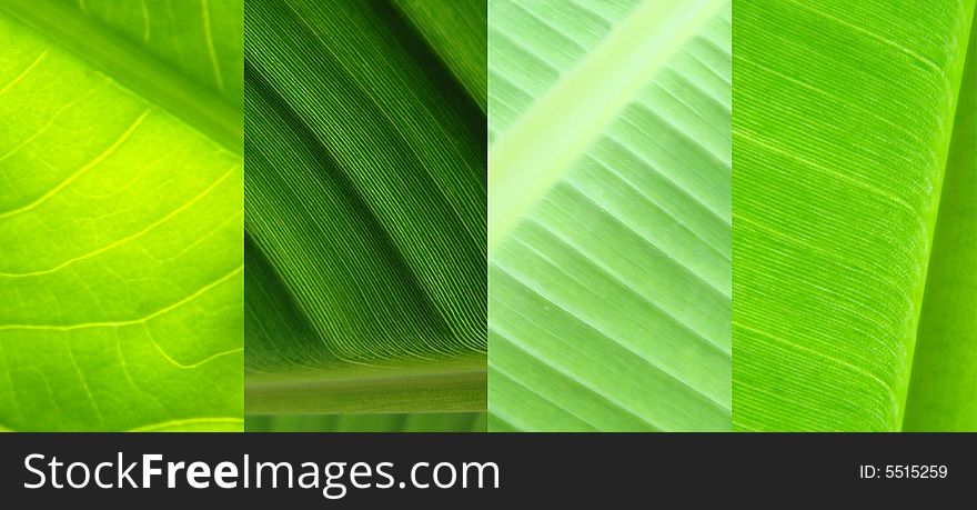 Leaf Collage Green