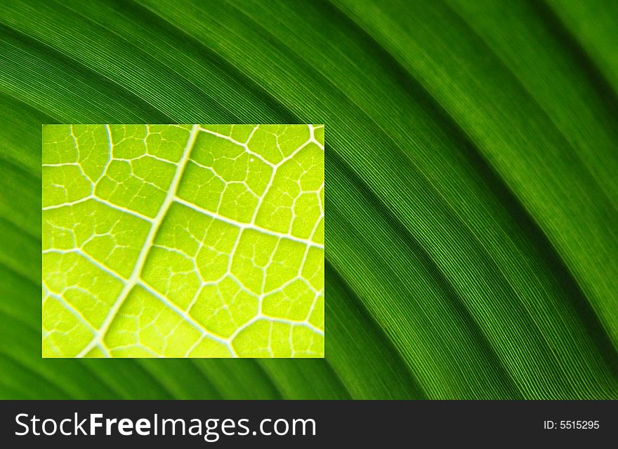 Leaf macros bright dark