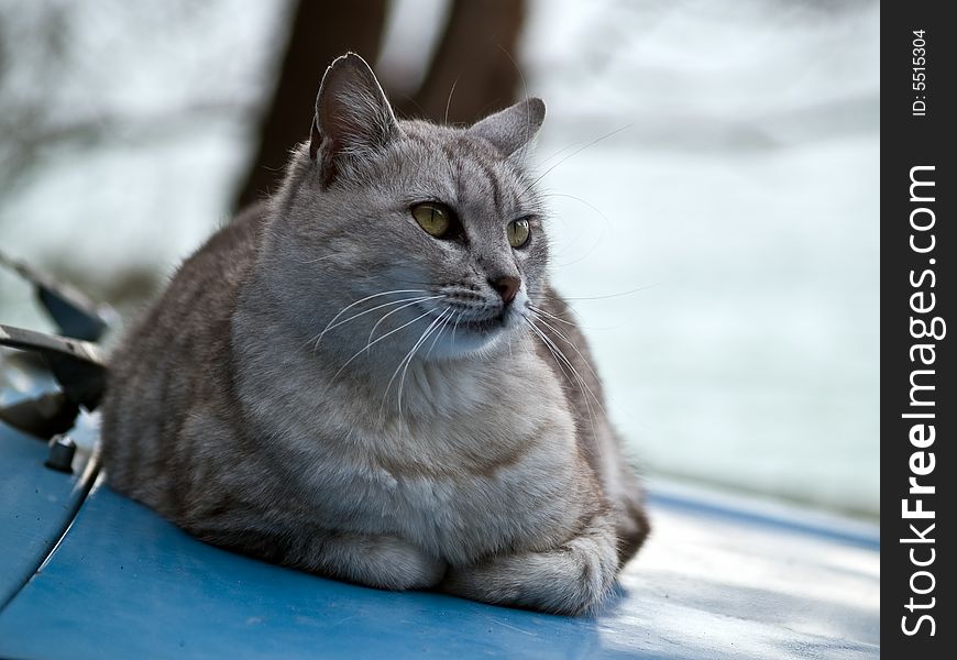 Pretty British Cat On Car Hood