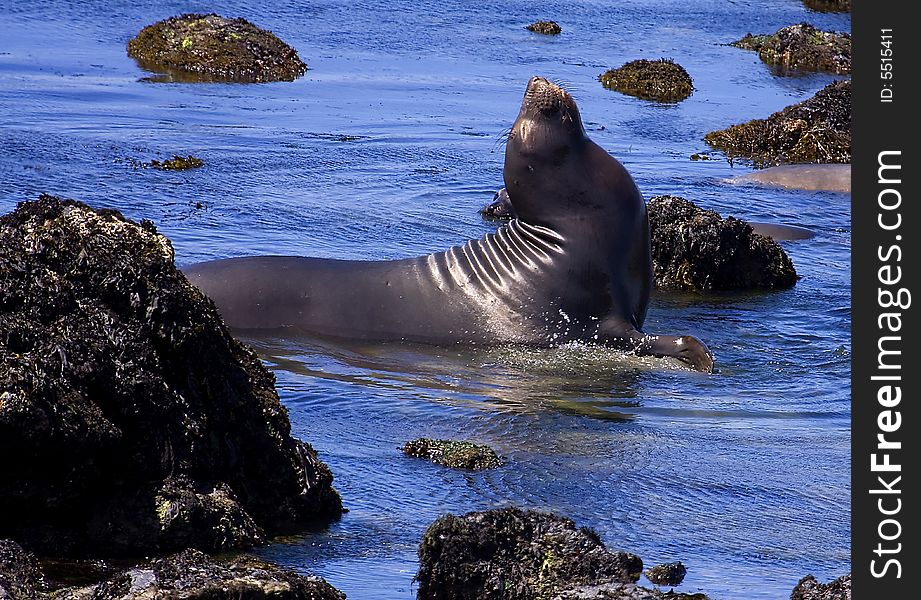 This was an elephant seal that seemed to want his picture taken.