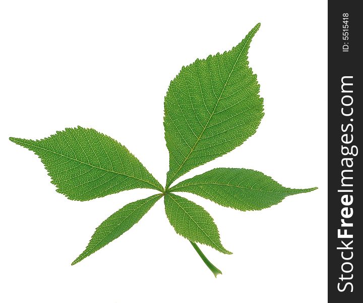 Green Leaf4