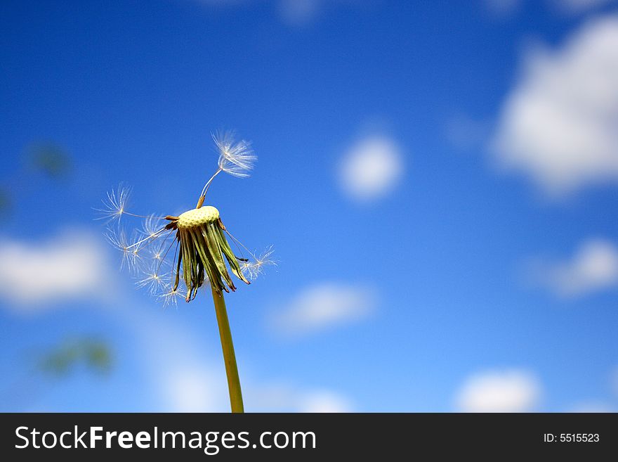 Beautiful dandelion on sky blue
