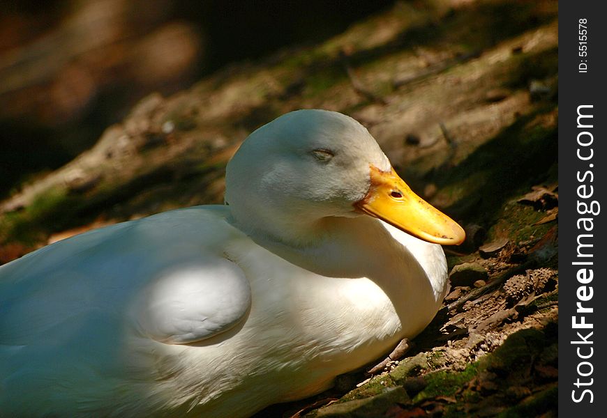 A duck takes a rest in the shadow. A duck takes a rest in the shadow