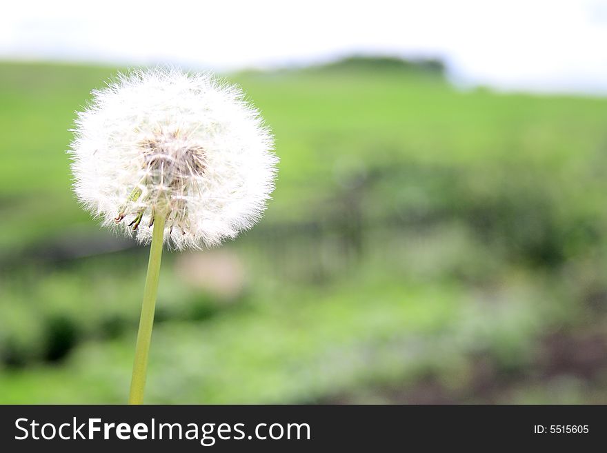 Beautiful dandelion on field green