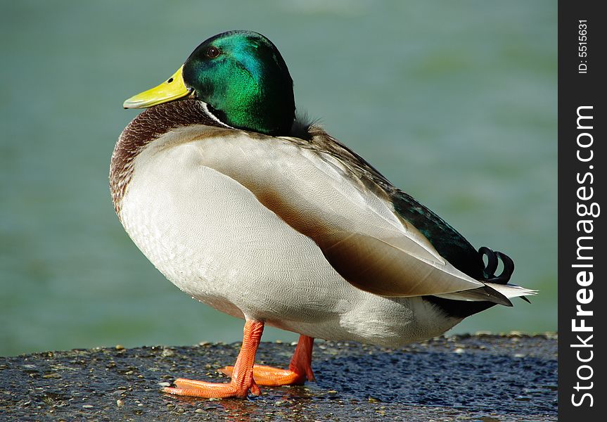 Duckk Standing